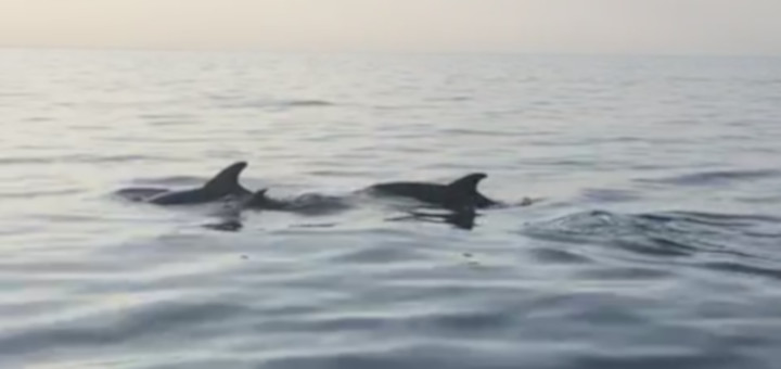 Dofins nedant just davant la platja de Calella