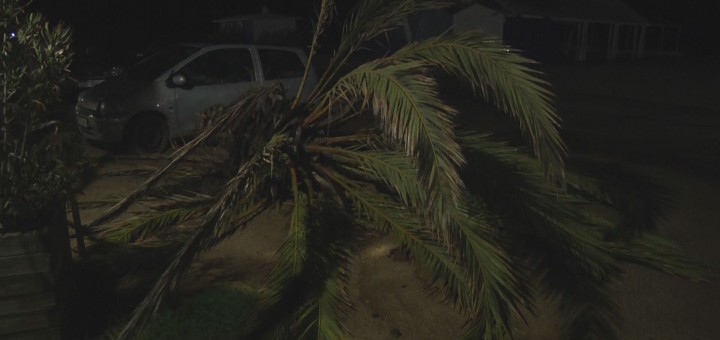 palmera