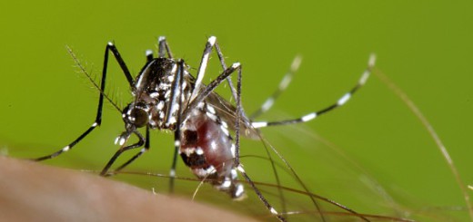 mosquit_tigre