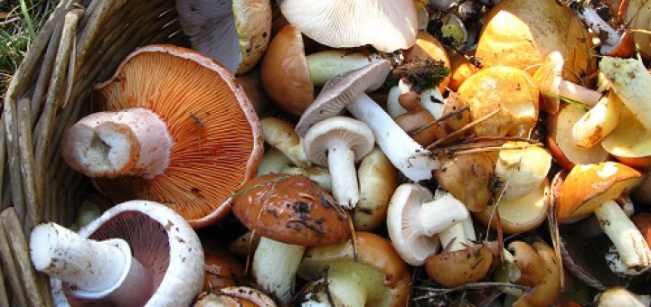 bolets
