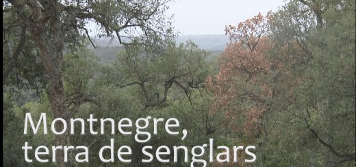 Montnegre, terra de senglars