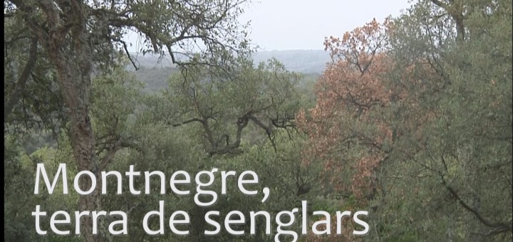 Montnegre, terra de senglars