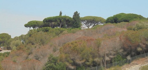 Exemplars de pi pinyer afectats per la plaga del tomicus