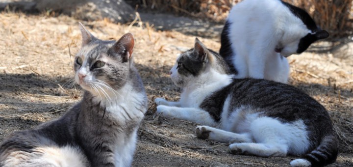 Foto: Animals del Maresme