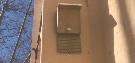 Una de les caixes-niu per a ratpenats instal·lada al Pavelló