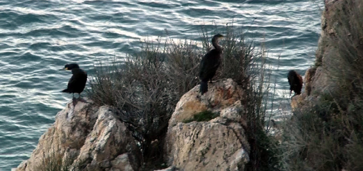 corbs_marins2