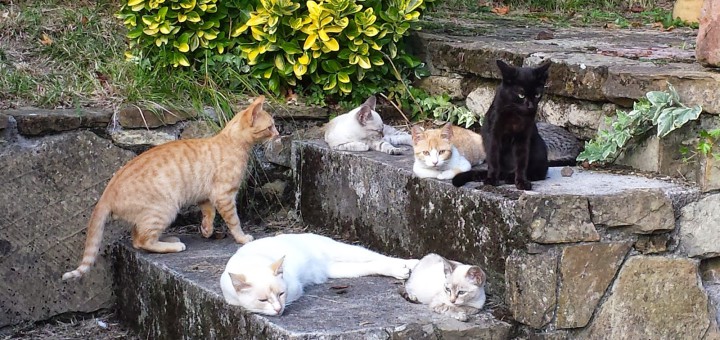 Un grup de voluntaris s'encarrega de controlar la colònia de gats de carrer a Valldenguli