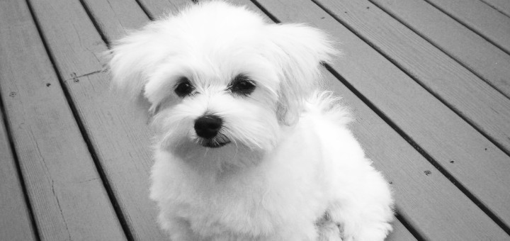 Maltese