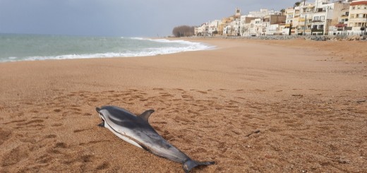 dofí mort 2