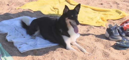 Calella ha posat en funcionament aquest dimecres per primera vegada la nova platja de gossos