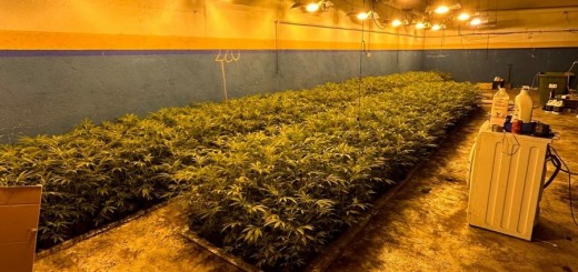 batuda Marihuana