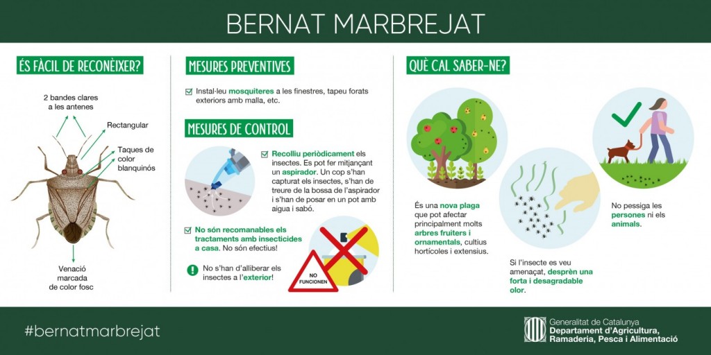 escarabat marbrejat 20230412